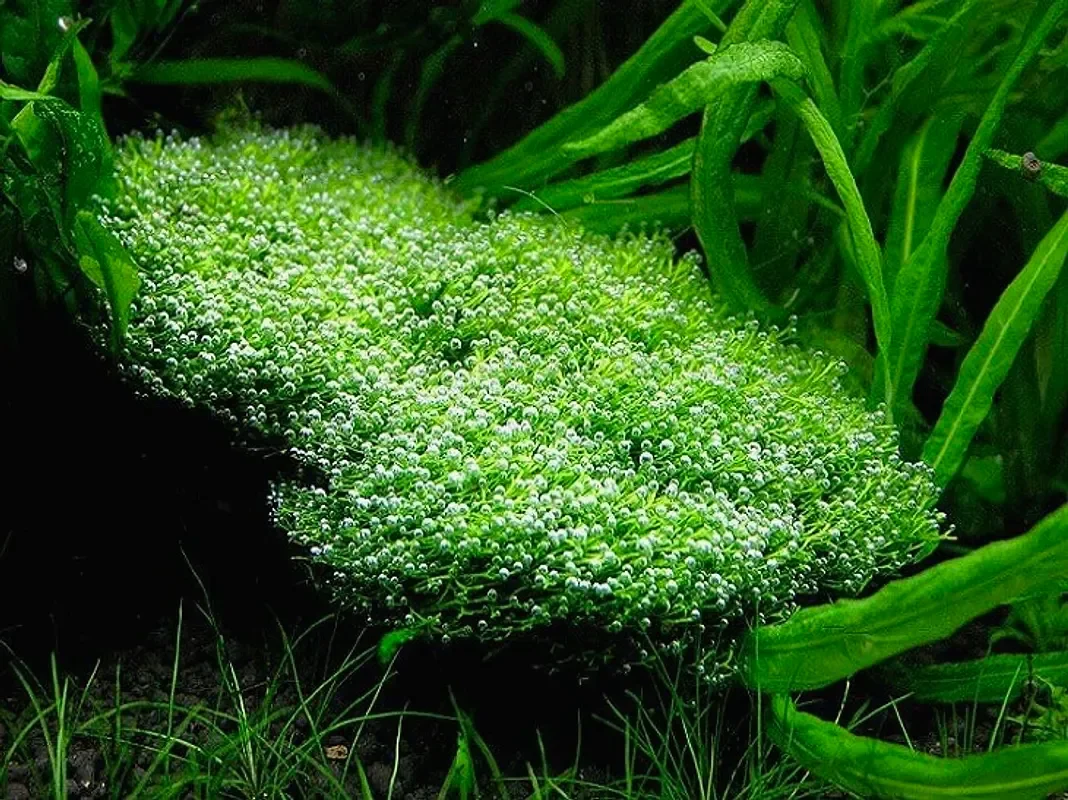 Риччия карликовая