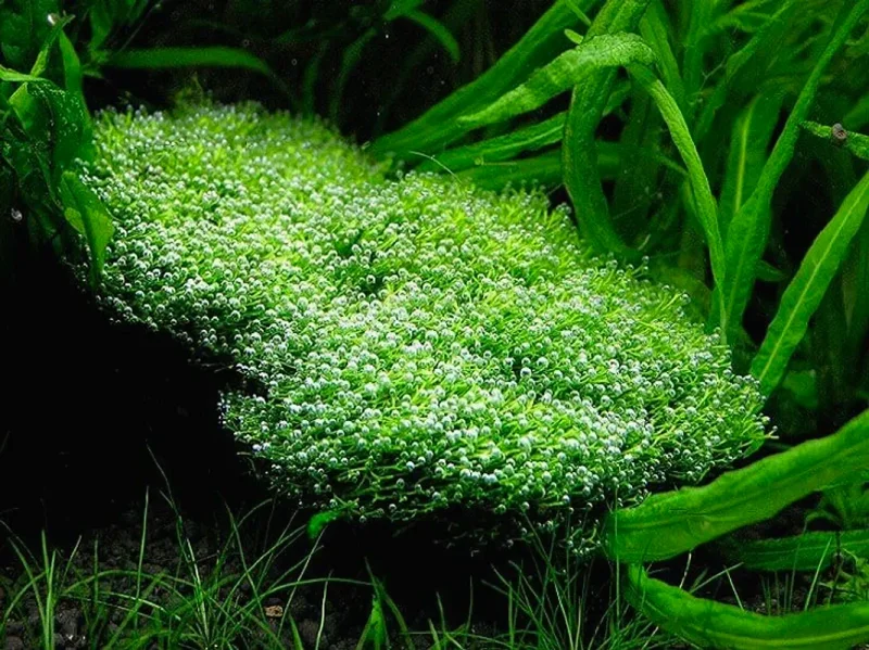Риччия карликовая