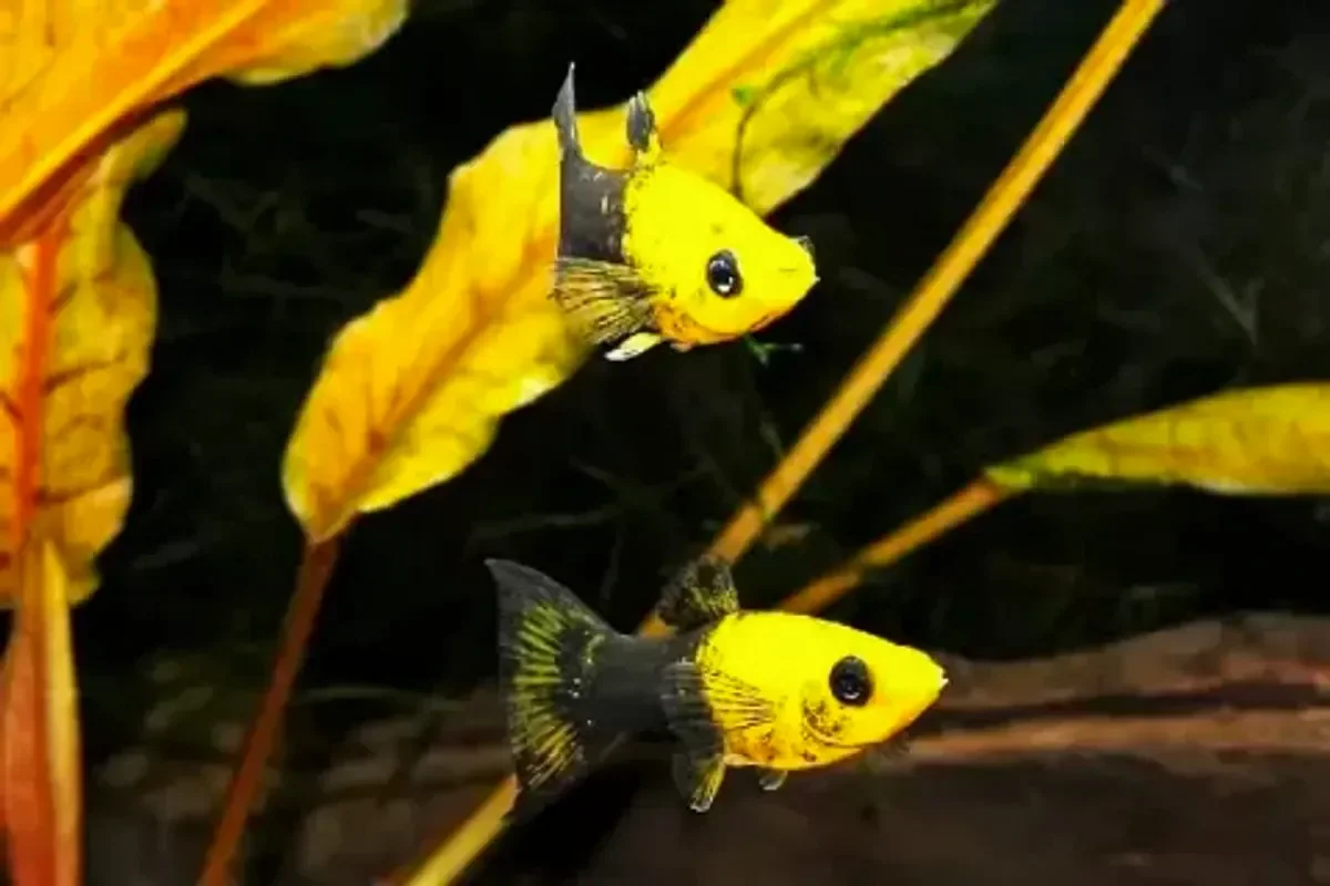 Молли сфенопс