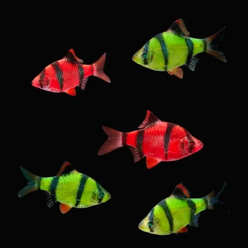 Барбус красный Glofish