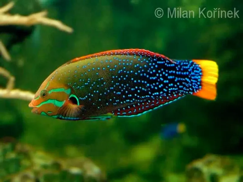 Корис желтохвостый