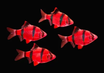 Барбус красный Glofish