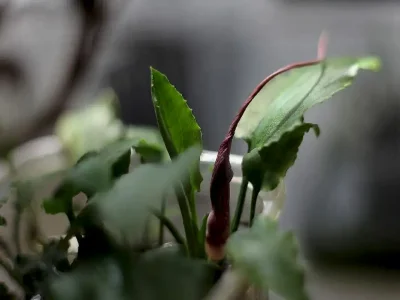 Криптокорина ржавая