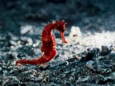 Конек колючий