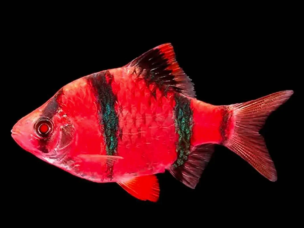 Барбус красный Glofish