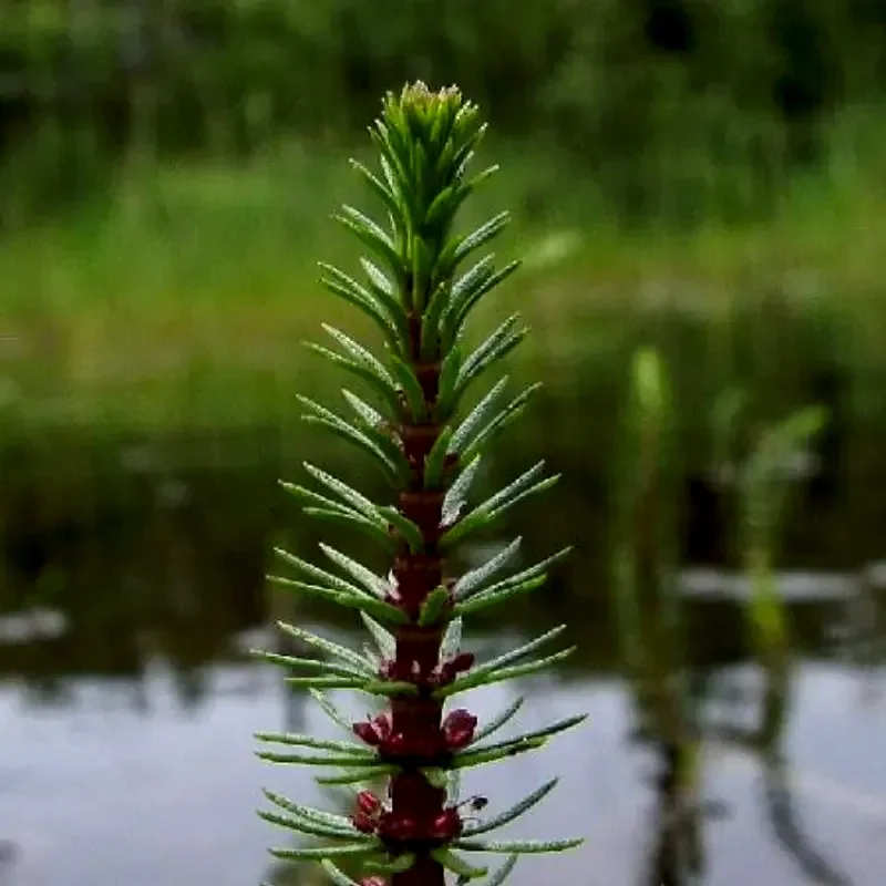 Водяная сосенка, хвостник