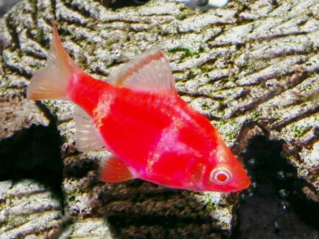 Барбус красный Glofish