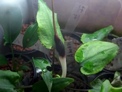 Криптокорина длиннохвостая