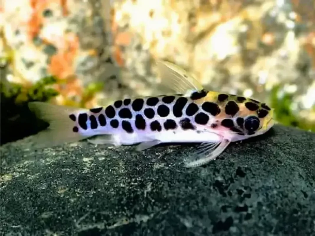Татия леопардовая