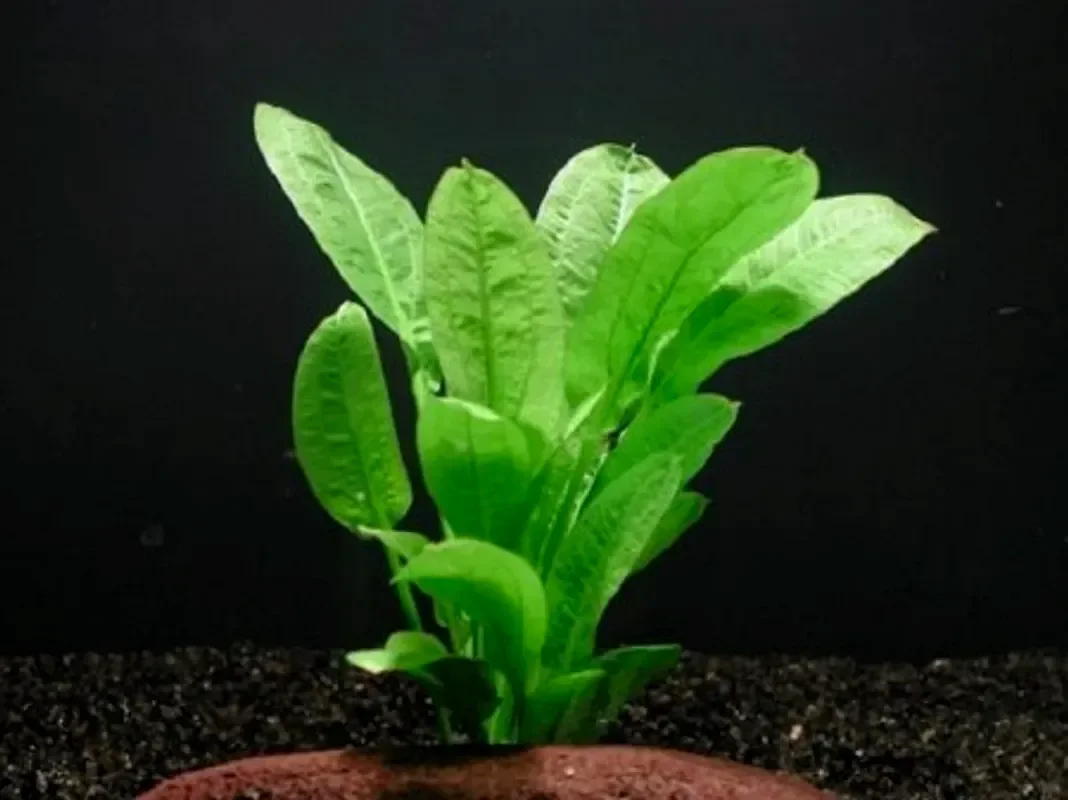 Эхинодорус остроконечный