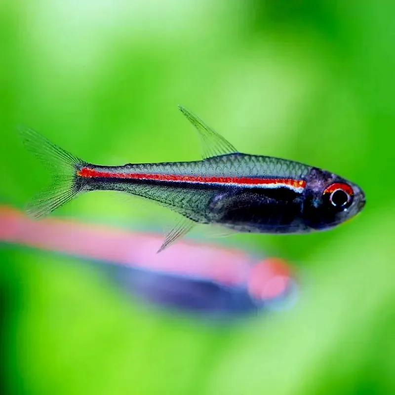 Тетра Амапа