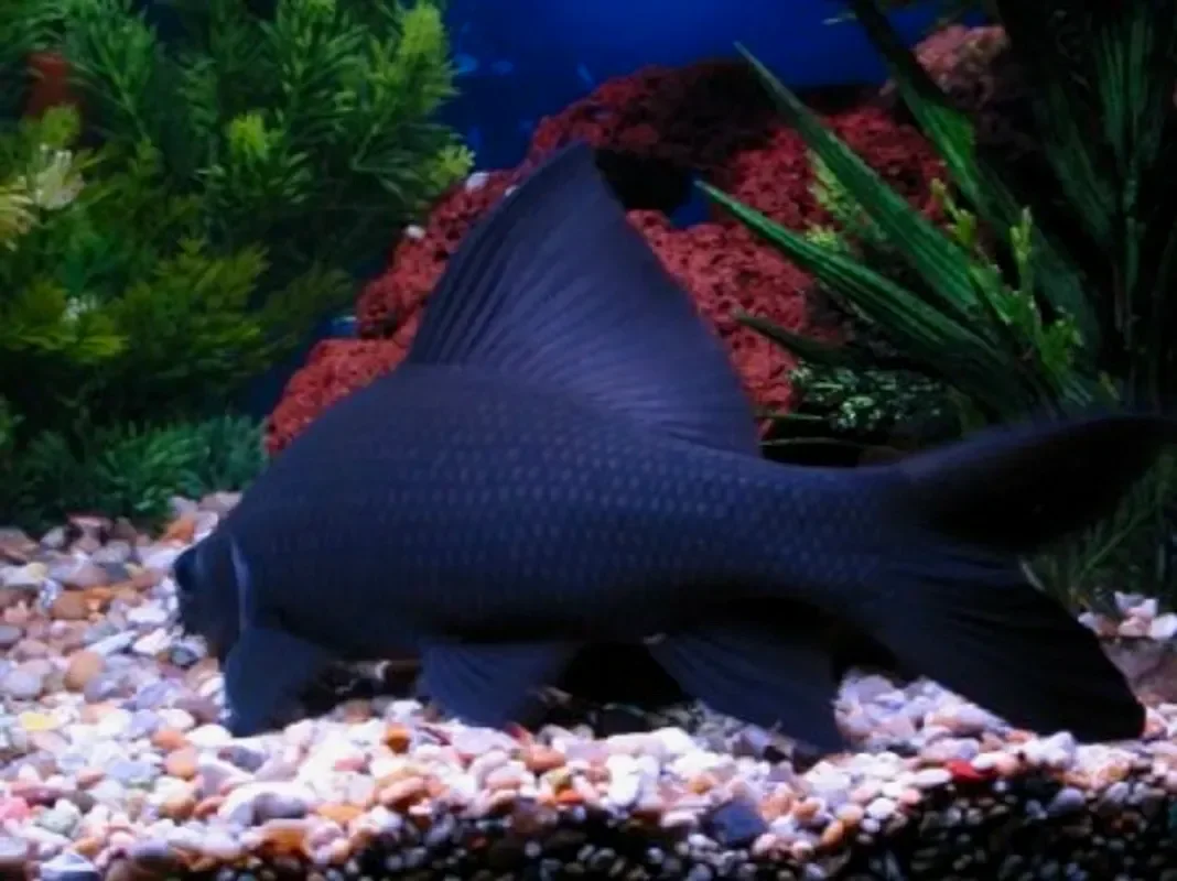 Лабео черный или морулис черный