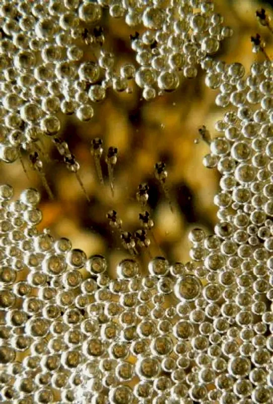 Макропод