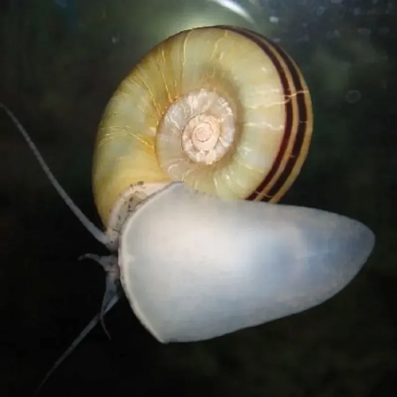 Улитка мариза