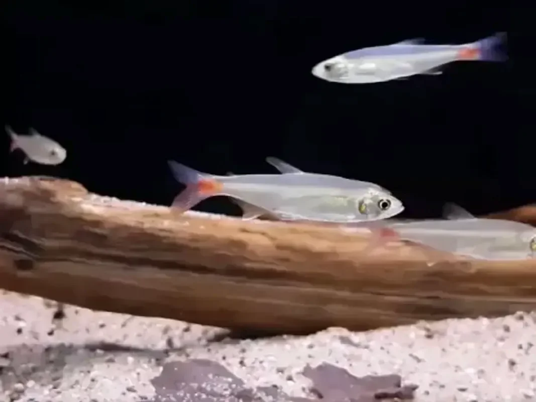 Афиохаракс альбурнус
