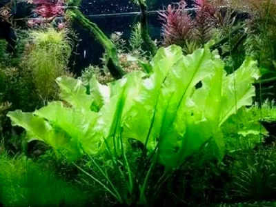 Кубышка стрелолистная