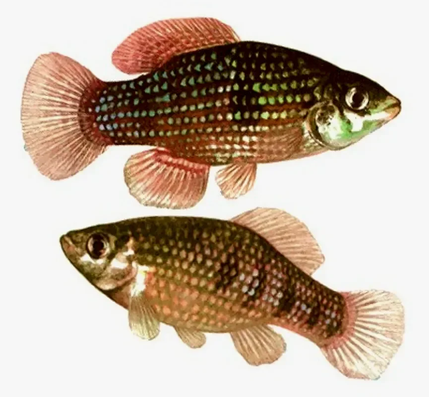Флорида