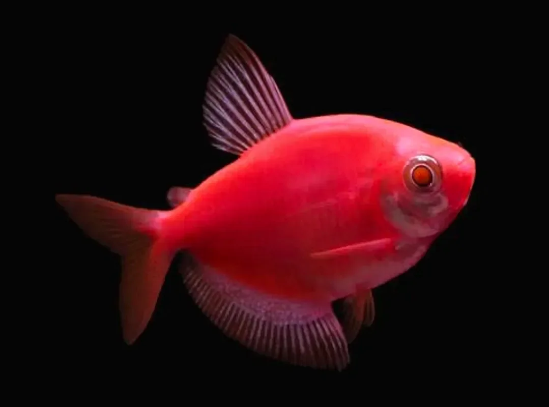 Тернеция Glofish