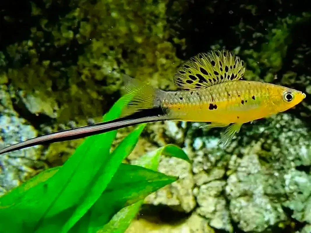Меченосец Монтесумы