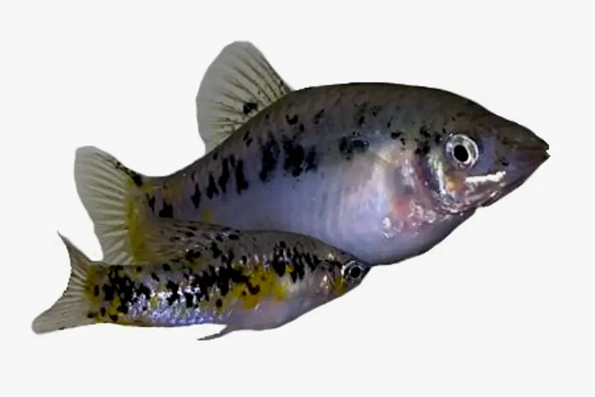 Кубинская лимия