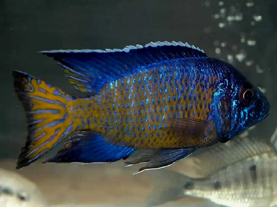 Павлин Гранта