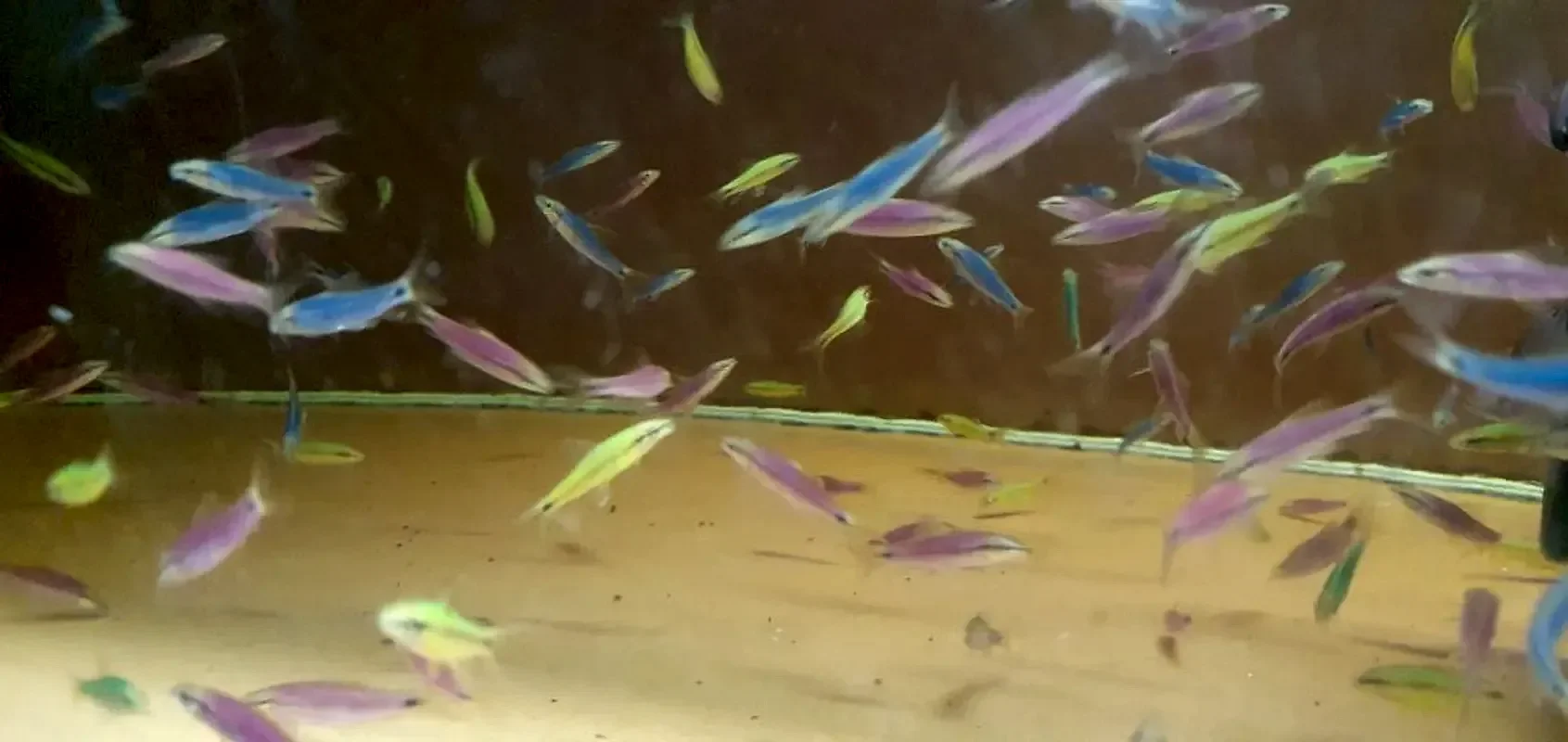 Сиамский водораслеед Glofish SAE