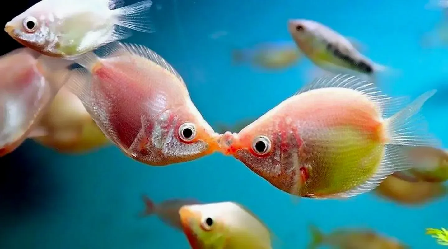 Гурами целующийся