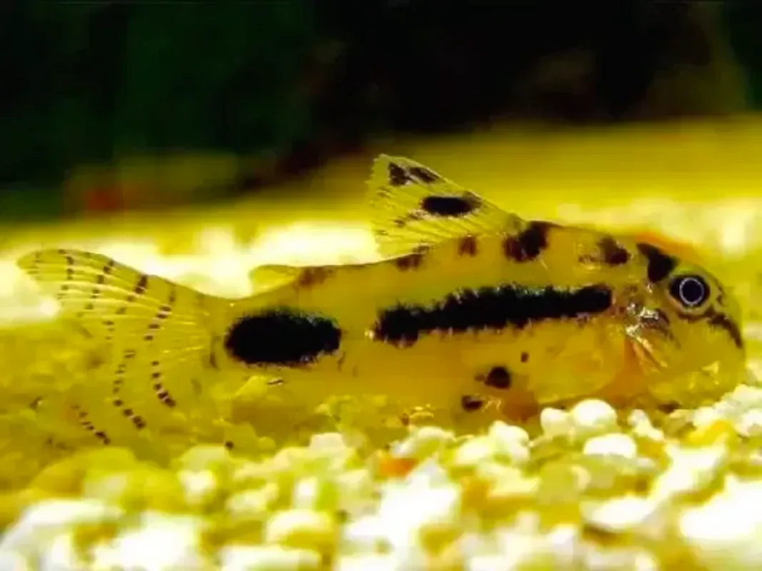Изящный коридорас