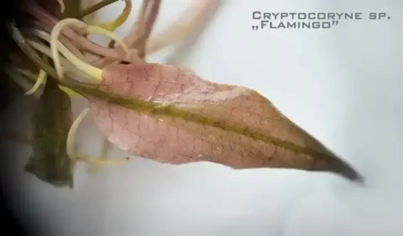 Криптокорина фламинго