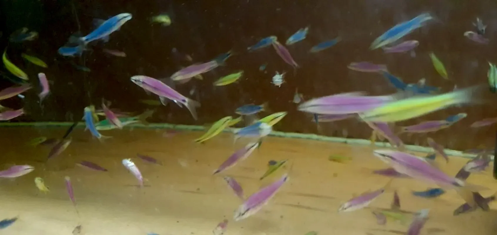 Сиамский водораслеед Glofish SAE