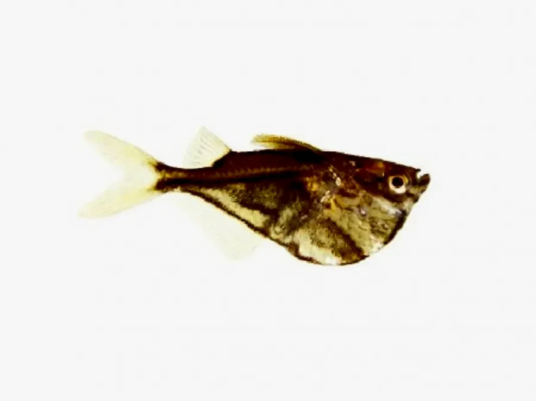 Карнегиелла
