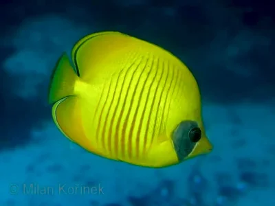 Бабочка масковая