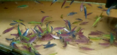 Сиамский водораслеед Glofish SAE