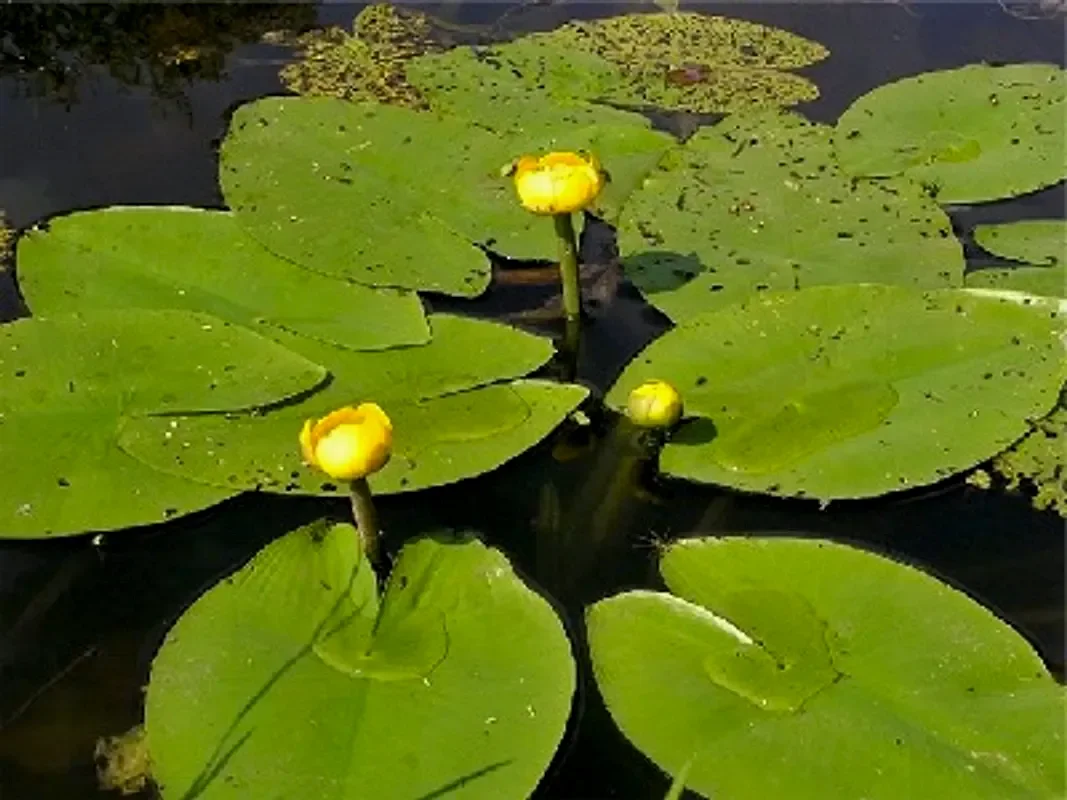 Кубышка желтая