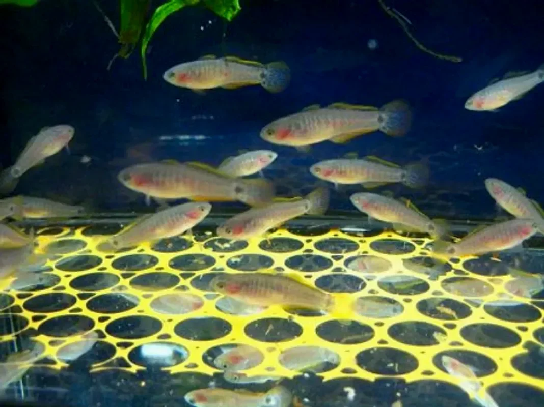 Ковровый элиотрис