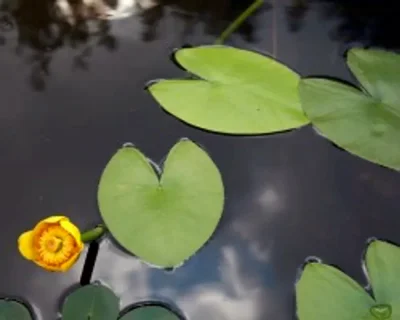 Кубышка жёлтая