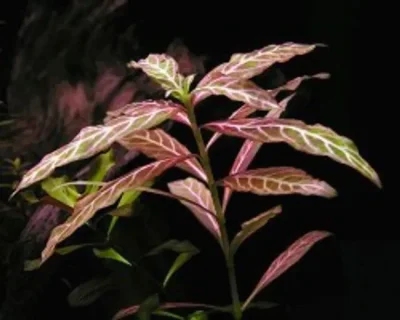 Гигрофила мраморная