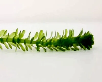 Эгерия Денса