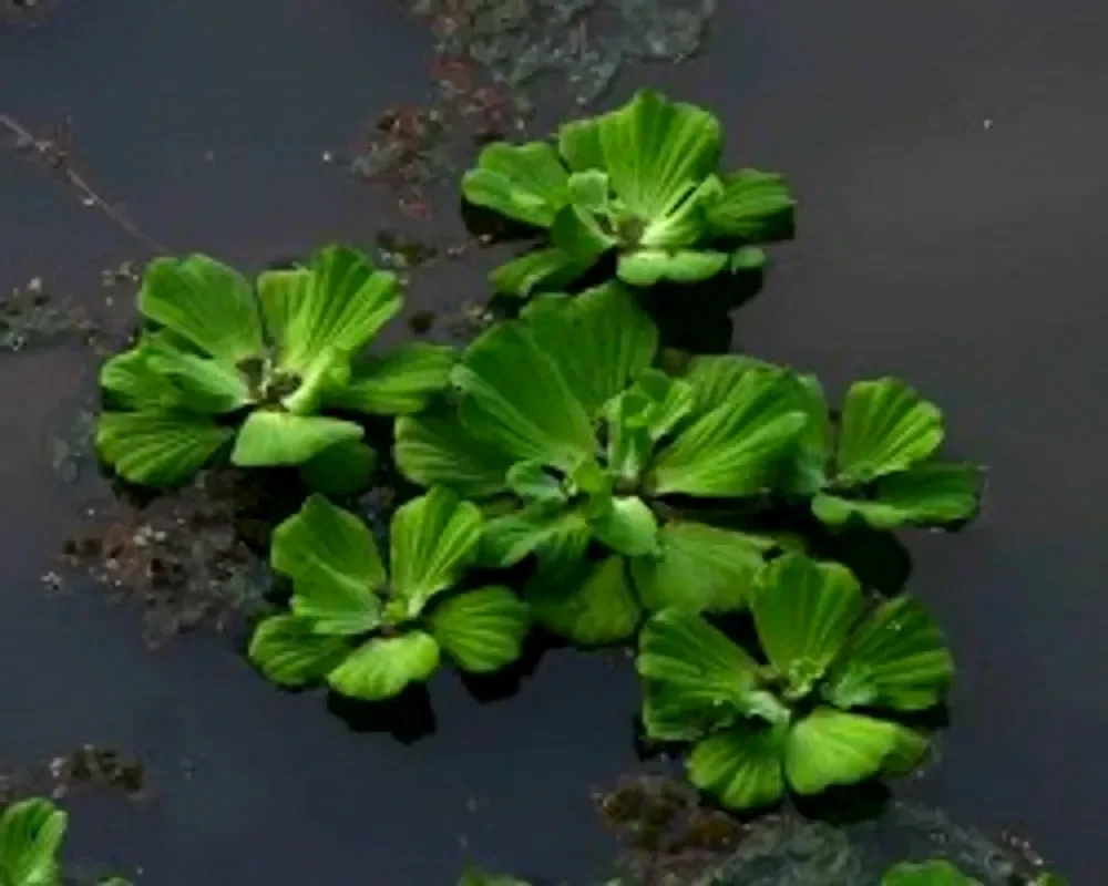 Водяная капуста