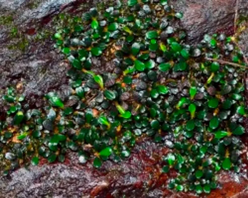 Буцефаландра Капит