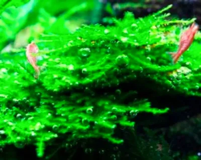 Мох Рождественский Мини