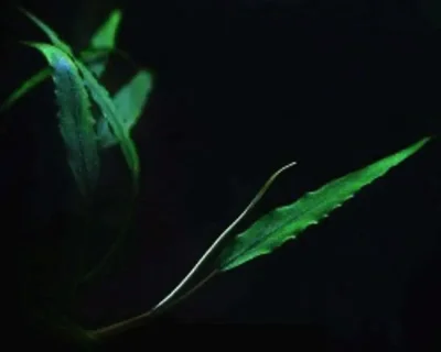 Шизматоглоттис