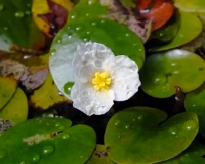 Водокрас лягушачий