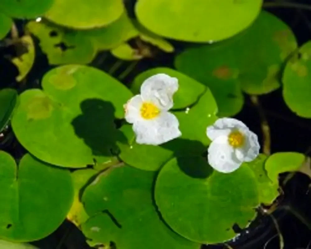 Водокрас лягушачий