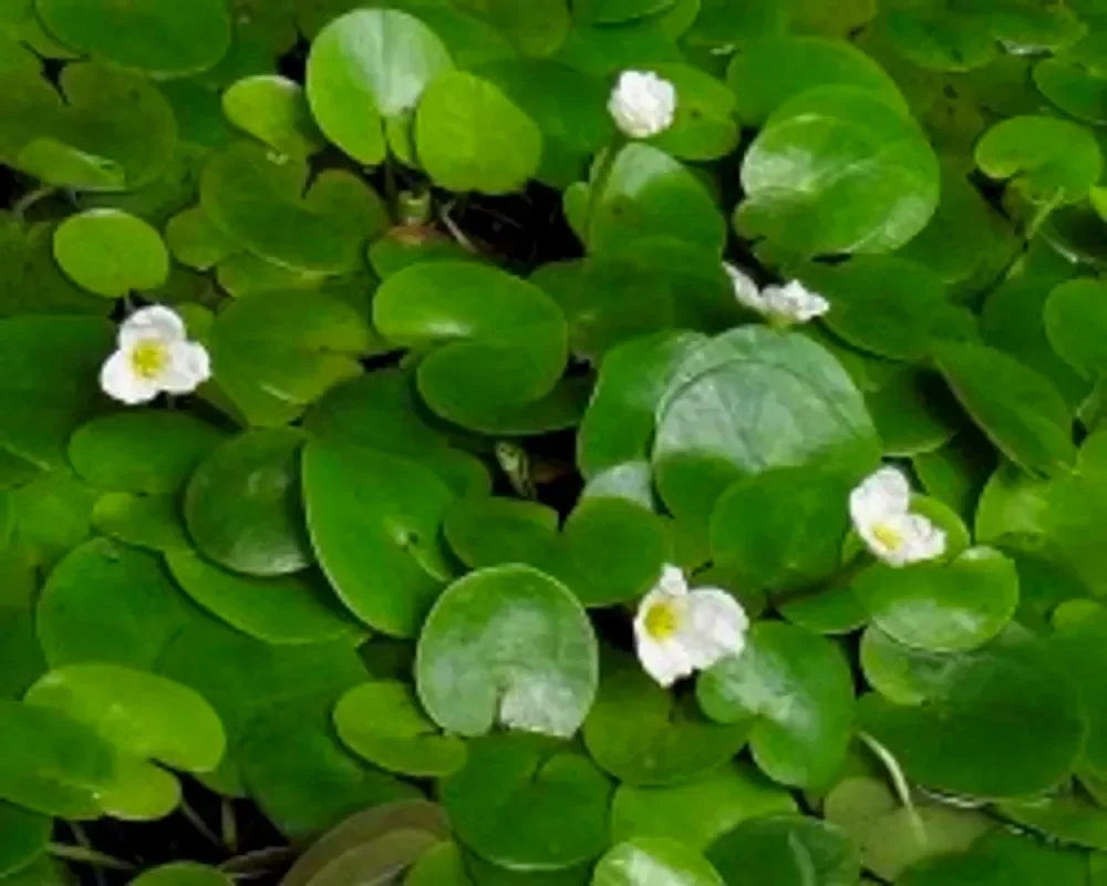 Водокрас лягушачий