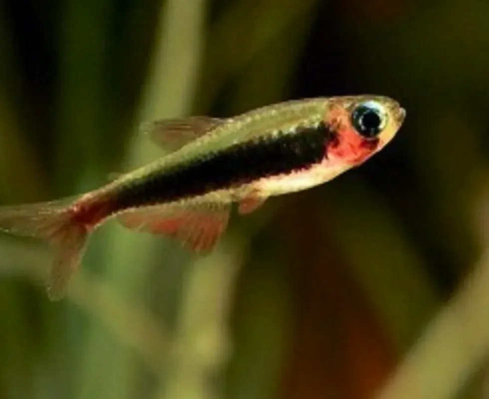 Тетра Тукано