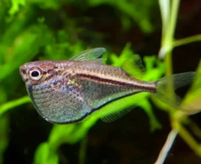 Карнегиелла Марты