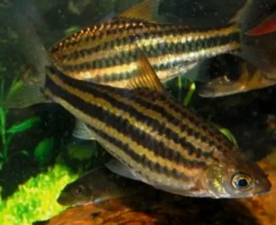 Барбус пятилинейный