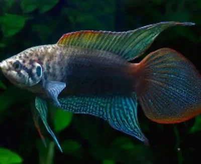 Макропод круглохвостый