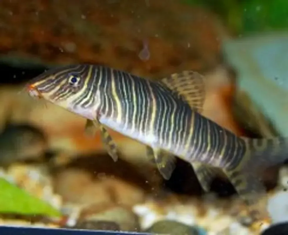 Боцилия-зебра